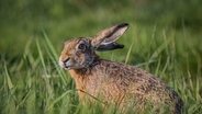 Ein Feldhase inmitten einer grünen Wiese. © NDR Foto: Clemens Meyer aus Greifswald