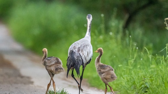 Ein Kranich Familie unterwegs im Grünen. © NDR Foto: Klaus Haase aus dem Ostseebad Prerow