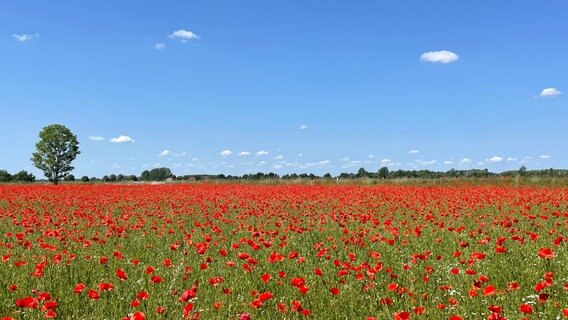 Ein Mohnfeld vor blauem Himmel. © NDR Foto: Silke Path aus Demmin