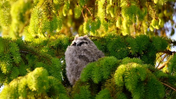 Eine junge Waldohreule sitzt auf einem Baum. © NDR Foto: Stephan Kremer aus Rostock