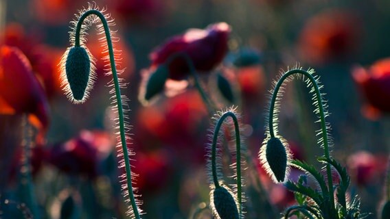 Zarte Mohnblüten im Abendlicht. © NDR Foto: Steffi Fischer aus Gnoien