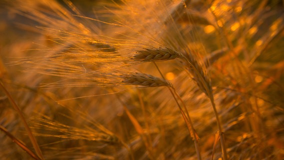 Das Brot von morgen in der Abendsonne von heute. © NDR Foto: Michael Ritter aus Lübz