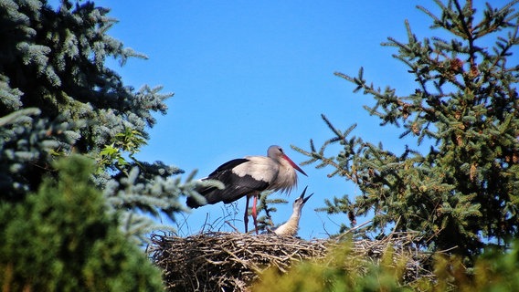Ein Storch steht neben einem Jungstorch in einem Nest. © NDR Foto: Anke Hanusik aus Grimmen