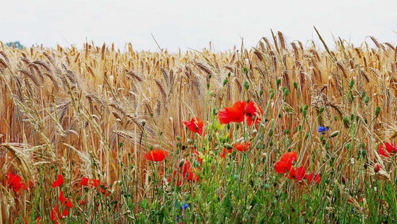 Ein wahrhaft sommerliches Getreidefeld in Mittelmecklenburg. © NDR Foto: Bringfried Eisermann aus Rostock