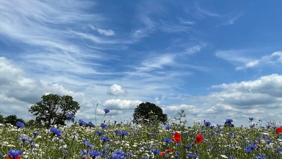 eine Wiese mit Sommerblumen © NDR Foto: Cornelia Strubelt aus Waren