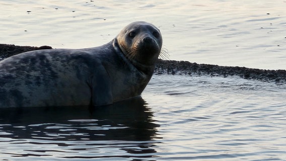 Eine Robbe liegt am Ostseestrand. © NDR Foto: Cornelia Behring aus Stralsund