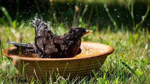 Eine Amsel badet in einer Schale mit Wasser. © NDR Foto: Olaf Drews aus Blankenhagen