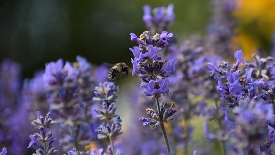 Eine Hummel fliegt auf blühenden Lavendel zu. © NDR Foto: Jana Hobe aus Rostock