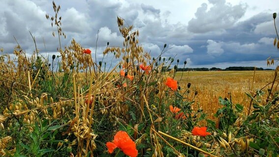 Impressionen vom Rande eines Feldes in Westmecklenburg © NDR Foto: Elke Jahnke aus Trent