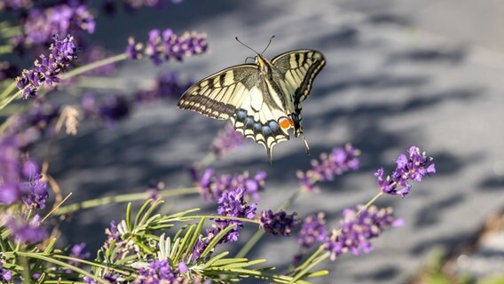 Ein Schwalbenschwanz flattert durch den Lavendel © NDR Foto: Klaus Haase aus dem Ostseebad Prerow