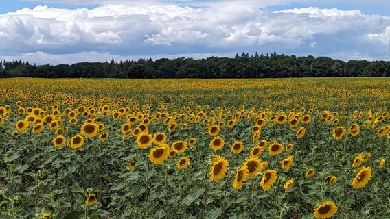Tausende kleine Sonnen erstrahlen auf dem Feld © NDR Foto: Rosemarie Boomgaarden aus Krakow am See