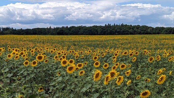 Tausende kleine Sonnen erstrahlen auf dem Feld © NDR Foto: Rosemarie Boomgaarden aus Krakow am See