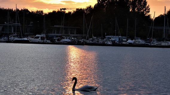 Ein Schwan auf der Warnow im Sonnuntergang © NDR Foto: Bernd Seegler aus Rostock