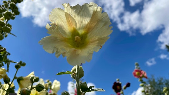 Stockrosen leuchten unter dem blauen Himmel © NDR Foto: Cornelia Strubelt aus Waren an der Müritz