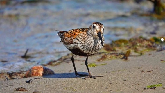 Ein neugieriger Strandläufer am Kap Arkona © NDR Foto: Gunnar Frese aus Grimmen