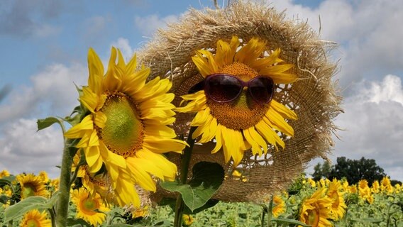 Wen man so alles trifft im Sonnenblumenfeld bei Krakow am See © NDR Foto: Gabriele Riech aus Kuchelmiß