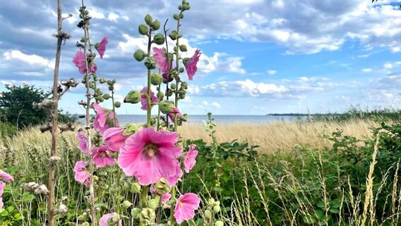 Das Boddenufer bei Silmenitz auf Rügen © NDR Foto: Tobias Becker aus Posewald