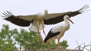 Ein Storchennest © NDR Foto: Bernd Schachler aus Ankershagen