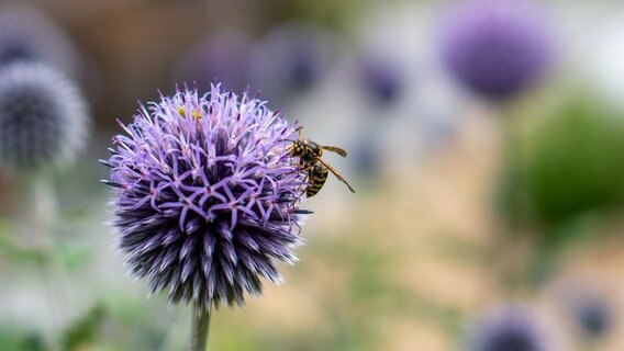 Eine Wespe genießt Blütennektar im Sonnenschein © NDR Foto: Gudrun Wange aus Grünow