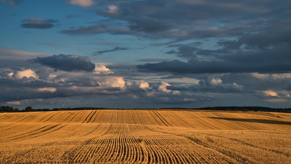 Ein abgeerntes Feld in MV. © NDR Foto: Michael Ritter aus Lübz