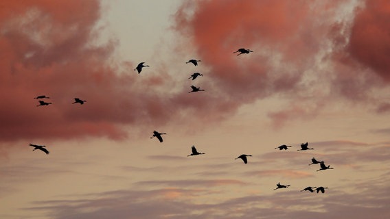 Kraniche vor rotem Himmel © NDR Foto: Franziska Kolm aus Brahlstorf