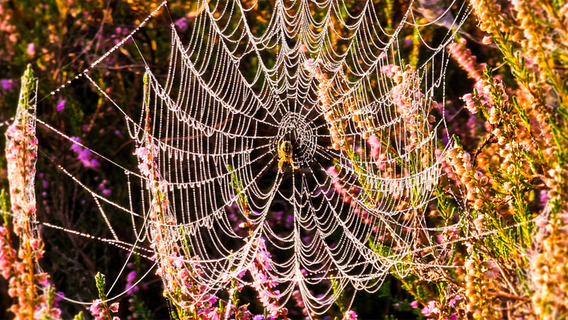 September ist Spinnenzeit © NDR Foto: Holm Gutsche aus Wutschendorf