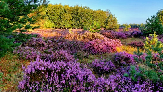 Sonnenaufgang in der Lübtheener Heide © NDR Foto: Astrid Wolfram aus Lübtheen