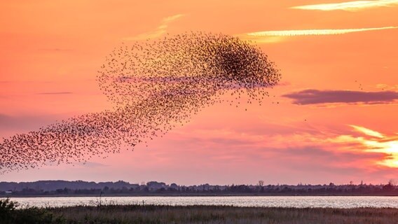 Stare bei  Sonnenuntergang © NDR Foto: Klaus Haase aus dem Ostseebad Prerow