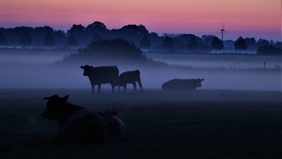 Kühe bei Sonnenaufgang im Nebel © NDR Foto: Bernd Seegler aus Rostock