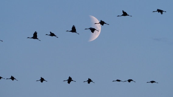 Kraniche am Himmel mit dem Mond im Hintergrund. © NDR Foto: Berit Kellerhoff aus Stralsund