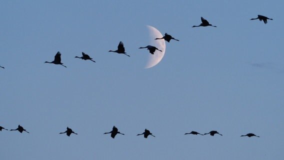 Kraniche am Himmel mit dem Mond im Hintergrund. © NDR Foto: Berit Kellerhoff aus Stralsund