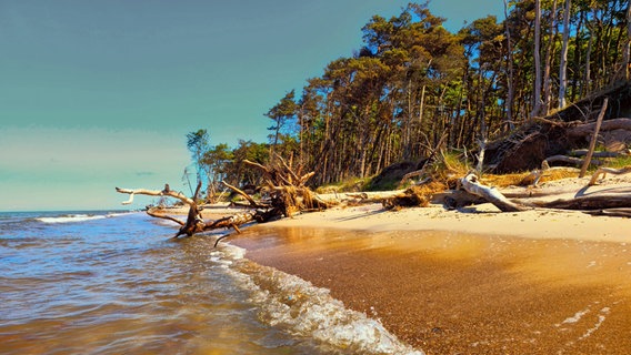 Naturstrand zwischen Ahrenshoop und Prerow. © NDR Foto: Torsten Krahn aus Rostock