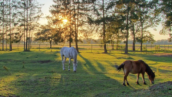 Grasen in der Abendsonne © NDR Foto: Uwe Meyer aus Lübtheen