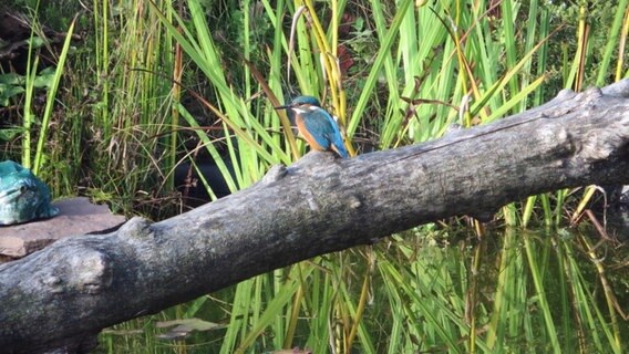 Eisvogel am Gartenteich © NDR Foto: Annegret Seemann aus Strasburg