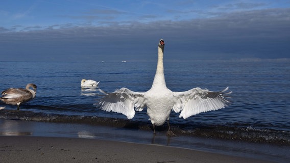 Einer der Schwäne am Strand von Kühlungsborn breitet seine Flügel weit aus. © NDR Foto: Jana Hobel aus Rostock