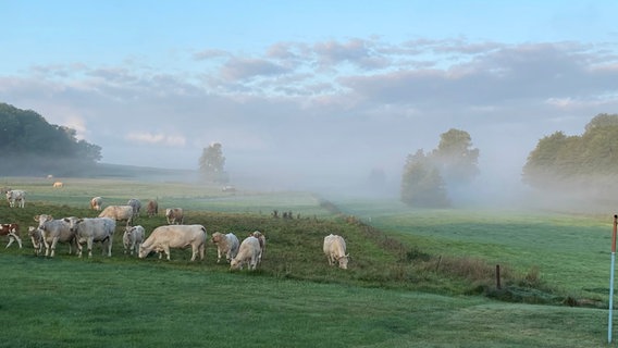 Kühe im morgendlichen Nebel © NDR Foto: Sylvia Burwitz aus Bietegast auf Rügen