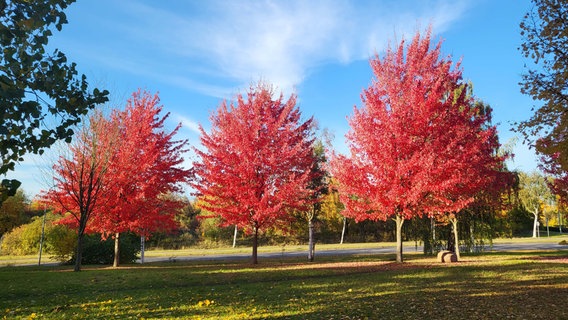 Drei Bäume mit roten Blättern nebeneinander in einem Park. © NDR Foto: Sibylle Bernecker aus Neubrandenburg