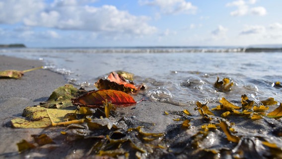 Herbstblätter am Strand auf Rügen. © NDR Foto: Corinna Schaak aus Altenkirchen