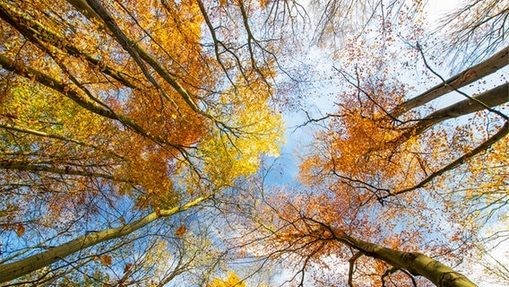 Im Herbst schmücken sich die alten Baumriesen mit einem farbenfrohen Blätterkleid, einfach zauberhaft! © NDR Foto: Ralf Ottmann aus Wöbbelin