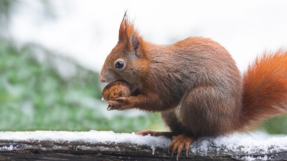 Ein Eichhörnchen im Schnee. © NDR Foto: Ralf Ottmann aus Wöbbelin