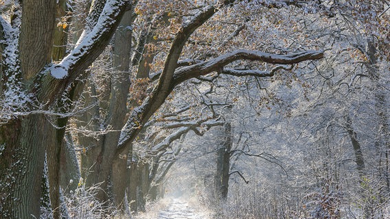 Die winterliche Waldlewitz bei Friedrichsmoor. © NDR Foto: Ralf Ottmann aus Wöbbelin