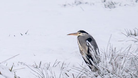 Kalt ist es in Vorpommern, auch für die Vögel eine Herausforderung. © NDR Foto: Cornelia Wermke aus Demmin