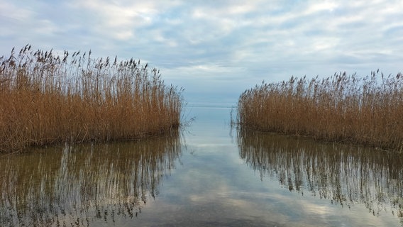 Schilf spiegelt sich im Wasser im Stettiner Haff © NDR Foto: Kirsten Hermann aus Dargen