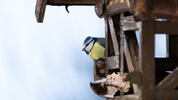 Eine Blaumeise sitzt wartend auf dem Vogelhaus und beobachtet andere Vögel beim Futtern. © NDR Foto: Ben Maiwald aus Ludwigslust