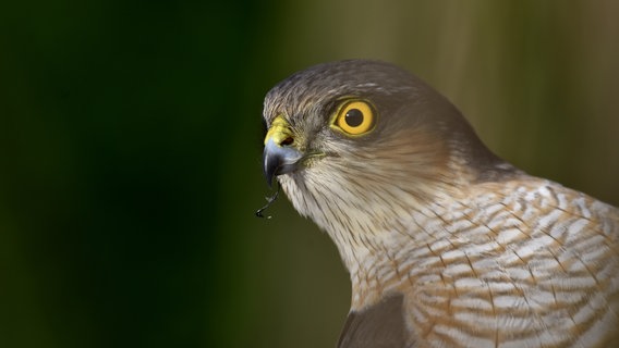 Ein Sperber hat sich im Garten an der Vogelfutterstelle gezeigt. © NDR Foto: Stephan Kremer aus Rostock