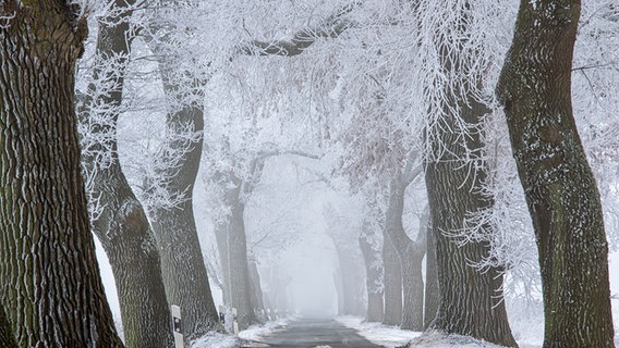 Die schneebedeckte Friedrichsmoorsche Allee in der Lewitz. © NDR Foto: Ralf Ottmann aus Wöbbelin