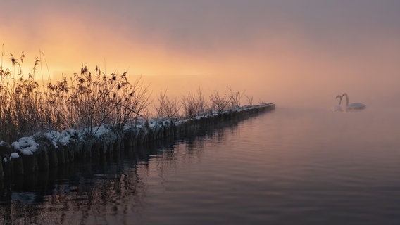 Zwei Schwäne im Sonnenuntergang am Tollensesee. © NDR Foto: Frank Kruse aus Neubrandenbrg