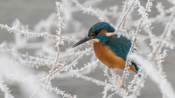 Ein farbenprächtiger Eisvogel auf einem mit Raureif bedeckten Ansitz am Neubrandenburger Ölmühlenbach. © NDR Foto: Norbert Brandt aus Neubrandenburg