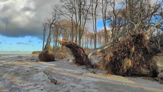 entwurzelte und abgebrochene Bäume an der Ostseeküste bei Graal-Müritz © NDR Foto: Marika Haupt aus Rostock