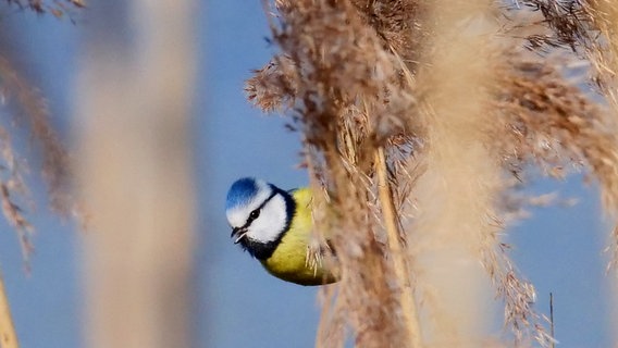 Eine Blaumeise krallt sich an Schilf fest. © NDR Foto: Annegret Ziemann aus Schwerin